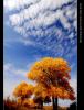 �ҵ����