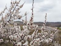2012年山西省浑源县吴城乡杏花摄影艺术节